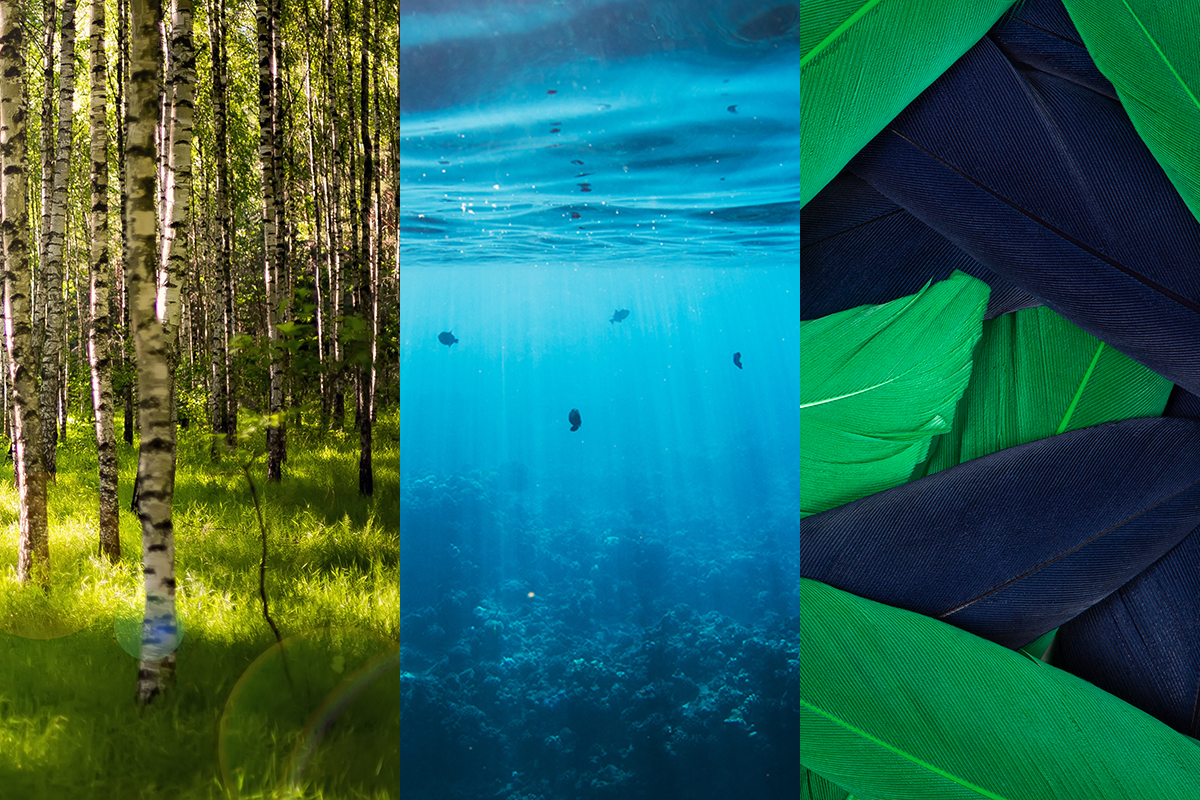 Composición de imágenes con un bosque un océano y unas plumas verdes y negras